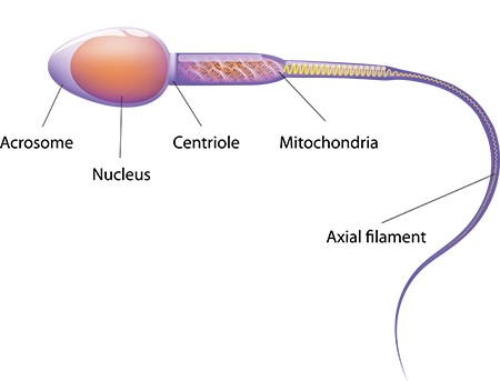 Gene Guided Nutri Big Image